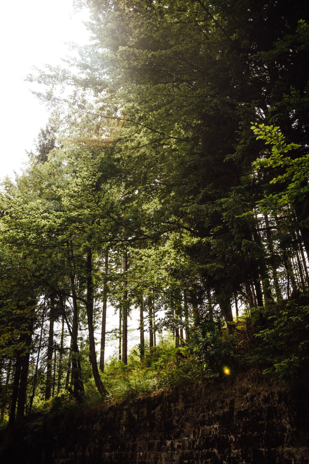 Old stone wall and tall trees along a summer forest path
